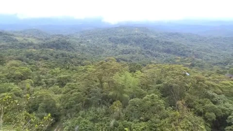 Ecuador sets climate milestone with 700,000 hectares under sustainable managemen Stock Footage 322070231