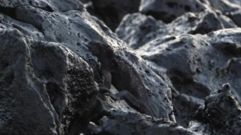 Ecuador: World Moves To Protect Endangered Galapagos Iguanas Vídeos de archivo 322551615