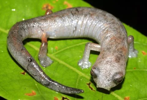 Ecuadorian climbing salamander - bolitoglossa ecuatoriana Stock Photos