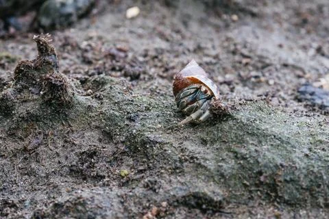Ecuadorian hermit crab emerging from seashell Stock Photos