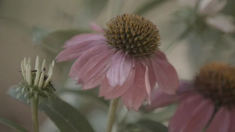 ECUFlower2 Stock Footage 88838373