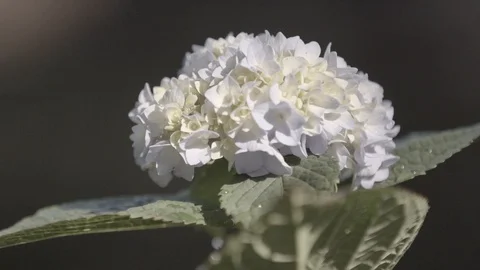 ECUFlowers Stock Footage 88838421