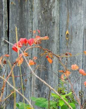 Ed branch of raspberry Bush on the background of the gray wooden wall Stock Photos
