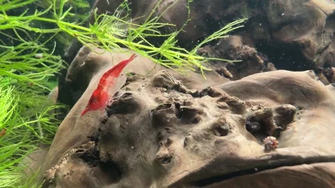 Ed Cherry Shrimps in an Aquarium Video stock 280514825
