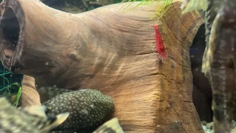 Ed Cherry Shrimps in an Aquarium Video stock 280514829