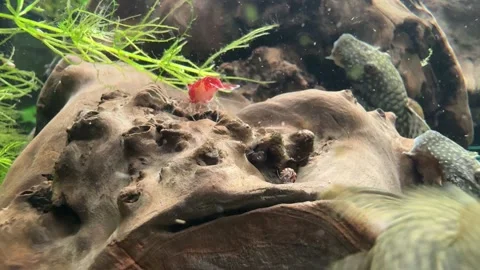 Ed Cherry Shrimps in an Aquarium Stock Footage 280514925
