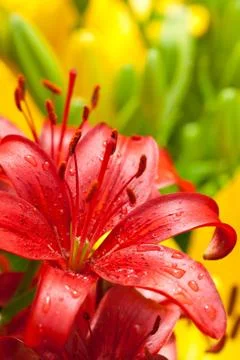 Ed lilly flower Stock Photos