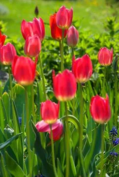 Ed tulips. Stockfoto's