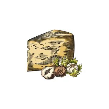Edam cheese triangle piece with hazelnuts vector sketch, hand drawn healthy milk Stock Illustration
