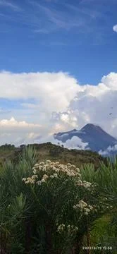 Edelweis Stock-Fotos