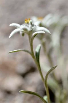 Edelweiss Alpine flower Stock Photos