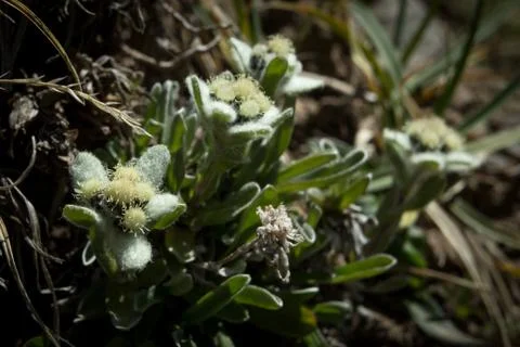 Edelweiss alpine small flower closeup Stock Photos