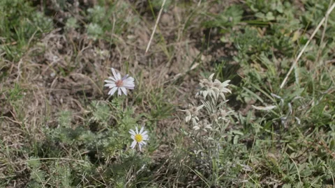 Edelweiss and chamomile Stock Footage 168155980