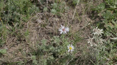 Edelweiss and chamomile Stock Footage 168438670