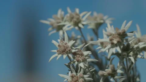 Edelweiss are beautiful Stock Footage 167620093