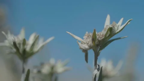 Edelweiss are beautiful Stock Footage 168156192