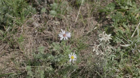Edelweiss are beautiful Stock Footage 168361655