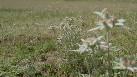 Edelweiss are beautiful Stock Footage 168438284