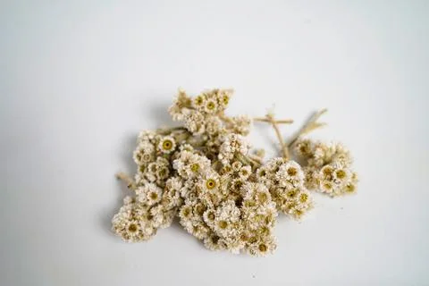 Edelweiss flower Stock Photos
