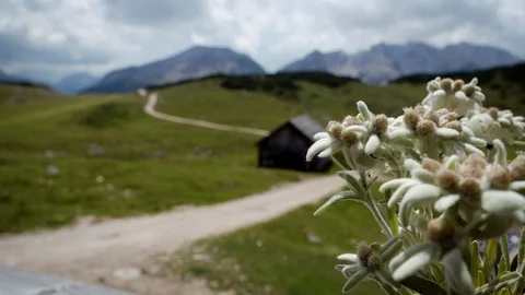 Edelweiss Flowers Dolomite Alps Mountain cloudy sky Italy August 2019 Stock Footage