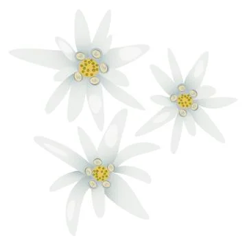 Edelweiss flowers.  Stock Illustration
