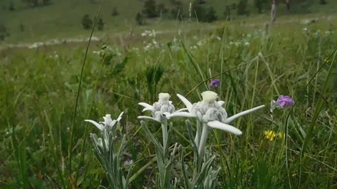 Edelweiss Vídeos de archivo 134333223