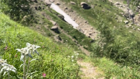 Edelweiss on the foreground overlooking the mountain Stock Footage 281084456