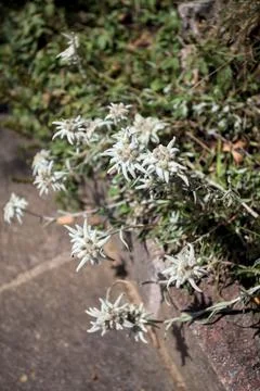 Edelweiss in the grass Stock Photos