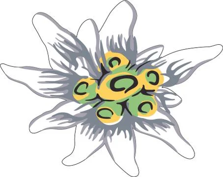 Edelweiss Stock Illustration