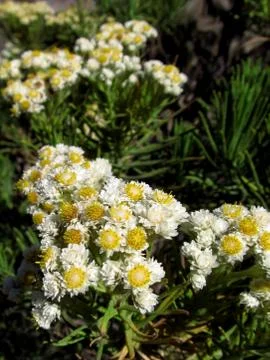 Edelweiss java ( anaphalis javanica) in mount semeru Fotos de archivo