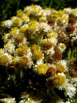 Edelweiss java ( anaphalis javanica) in mount semeru Fotos de archivo