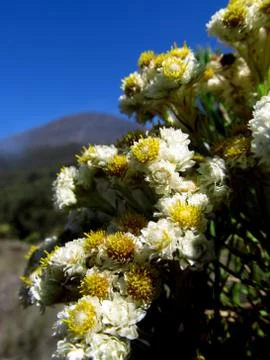 Edelweiss java flower ( anaphalis javanica) in mount semeru Fotos de archivo