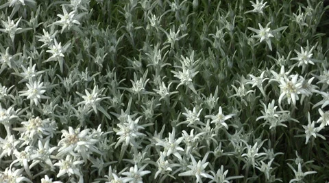 Edelweiss (Leontopodium alpinum) Stock Footage