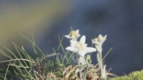 Edelweiss (Leontopodium alpinum) rare flowers growing on alpine top of mountains Stock Footage