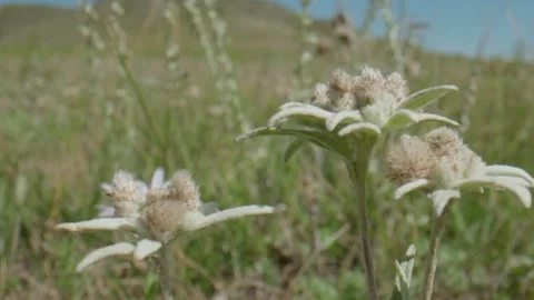 Edelweiss in the meadow Stock Footage 167367309