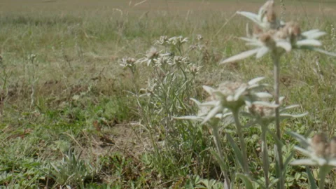 Edelweiss in the meadow Stock Footage 167482932