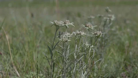 Edelweiss in the meadow Stock Footage 167619634