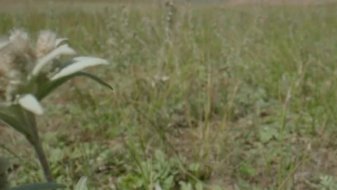 Edelweiss in the meadow Stock Footage 168155786