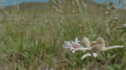 Edelweiss in the meadow Stock Footage 168360965