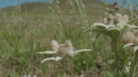Edelweiss in the meadow Stock Footage 168437149