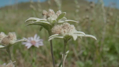 Edelweiss in motion Stock Footage 167366715