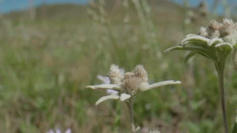 Edelweiss in motion Stock Footage 167482834