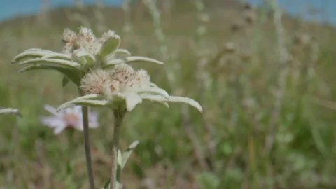 Edelweiss in motion Stock Footage 167619635