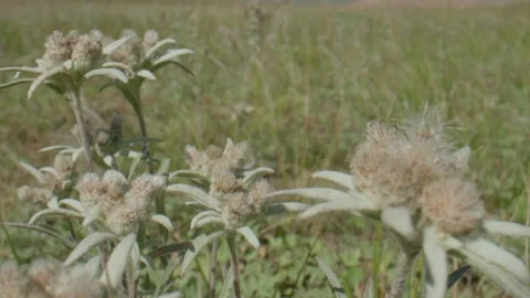 Edelweiss in motion Stock Footage 167619717
