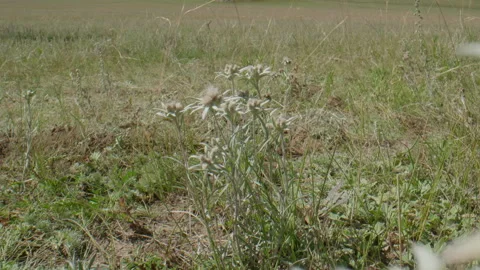 Edelweiss in motion Stock Footage 168156035