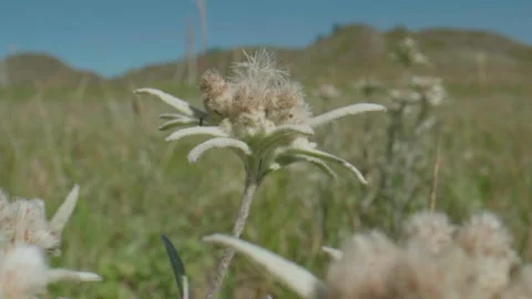Edelweiss in motion Stock Footage 168437489