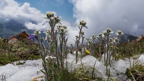 Edelweiss Mountains Flowers Clouds Time Lapse 4k Stock Footage 77982287