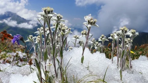Edelweiss Mountains Sunlight Flowers Drop Background 4k Stock Footage