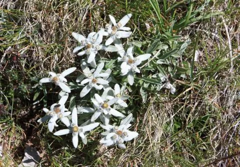 Edelweiss Stock Photos