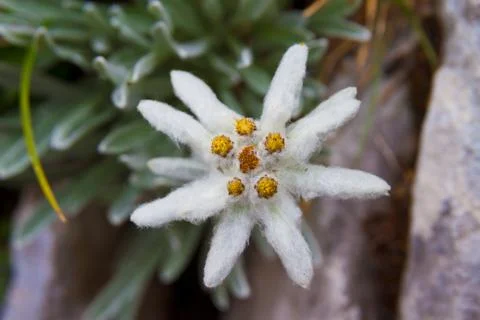Edelweiss Foto stock